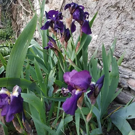 La Maison Du Bord De Loire * Ancenis